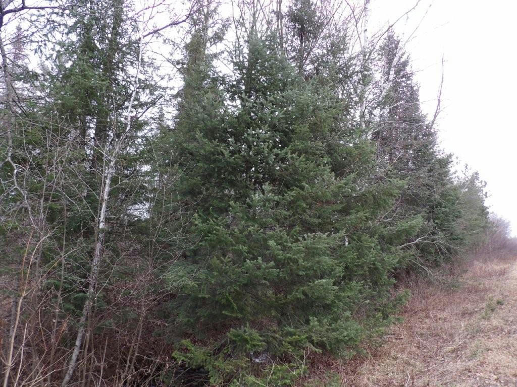 40 ACRES OFF KNAPP RD, WINTER, WI 54896, photo 1 of 7